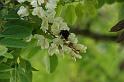 Akacietræet blomstrer med besøg af humlebier